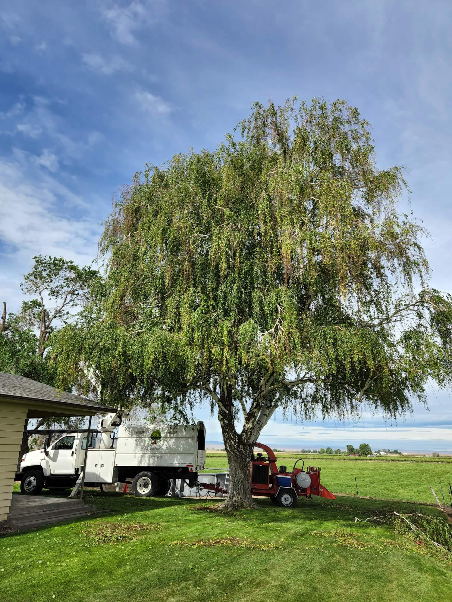 Tree Services | GA Tree and Yard Service